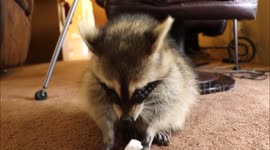 Adorable rescue raccoon eats marshmallow