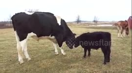 Baby Moo, Wesley and Chance