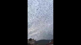 amazing thousands birds fly for winter