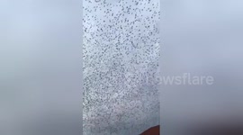 Newsflare Edit - amazing thousands birds fly for winter