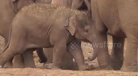 Creative baby elephant turns dead bird into toy