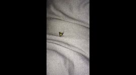Dying hornet Edinburgh