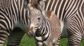 Zebra mum protects three-week-old foal while it plays wildly