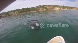 Paddle boarder has close encounter with massive whale