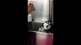 Husky catches air!