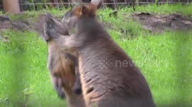 Wallaby practices boxing skills