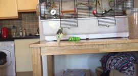 Buster the budgie loves spinning