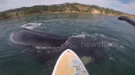 'Holy s*$t! That's the coolest thing ever!' Aussie's close encounter with whale
