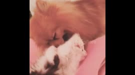 Pomeranian loves persian kitten