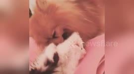 Newsflare Edit - Pomeranian loves persian kitten