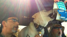 White Husky Singing & performing perfectly