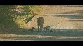 A rare sighting of a white lion cub! (“Cute shock” warning!)