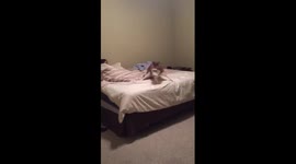 Adorable husky won't get off the bed!!!