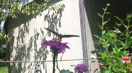 Butterflies in Nature