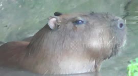 Cute capybara enjoys a swim in muddy water on a hot day