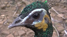 Peacock stares me down