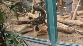Mandrill monkey gets spurned by female mid-coitus