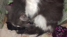 Persian cat giving birth