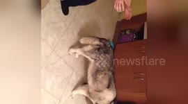 Newsflare Edit - Scared angry alaskan malamute dog