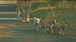 Rare sighting of completely white lion cub in the wild