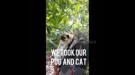 Pugandcat : THE ONLY PUG AND CAT TO WALK ACROSS SPAIN