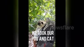 Newsflare Edit - Pugandcat : THE ONLY PUG AND CAT TO WALK ACROSS SPAIN
