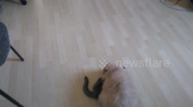 Кошки дерутся