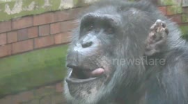 Chimpanzee blows kisses at watching crowd