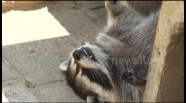 Obese raccoon overheats in Japanese summer