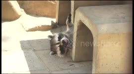 Obese raccoon overheats in Japanese summer