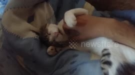 I pet my cat and he really enjoy it