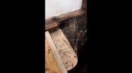 Stanley spider eating a beetle