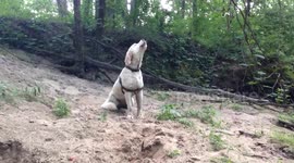 Dog channels her inner wolf and howls at plane passing overhead