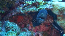 Diver gets 'too close for comfort' to a large moray eel