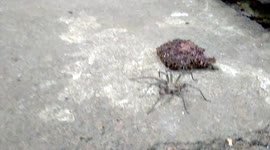 Big spider