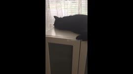 This cat 'hates' Donald Trump
