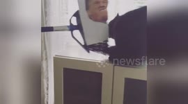 This cat hates Donald Trump