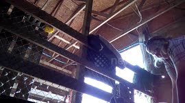 Curley Learning to Walk