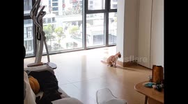 Cat startled by its own vomit in Hunan, China