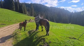 Woman falls from horse after guide slips in Xinjiang, China