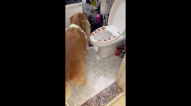 Golden retriever mother puts puppy on toilet and covers with lid in Liaoning, China