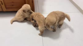 Playful golden retriever puppies interacting in Liaoning, China