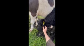 Man pets calves as playful cow seeks attention in Ytri Ásar, Iceland