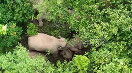 China: China makes progress in Asian elephant conservation