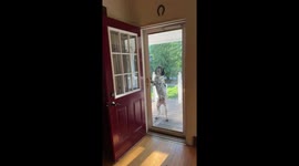Dog Opens Front Door