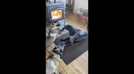 Malinois Just Wants to Be Friends