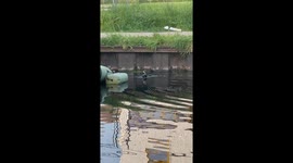 Bird Eating an Eel