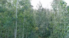 Drone view from Monte Cristo Scenic Highway in Huntsville, Utah, USA