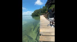 Tarpons Almost Fed A Bigger Buffet