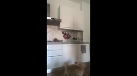 Lunch Excites Jumping Poodle